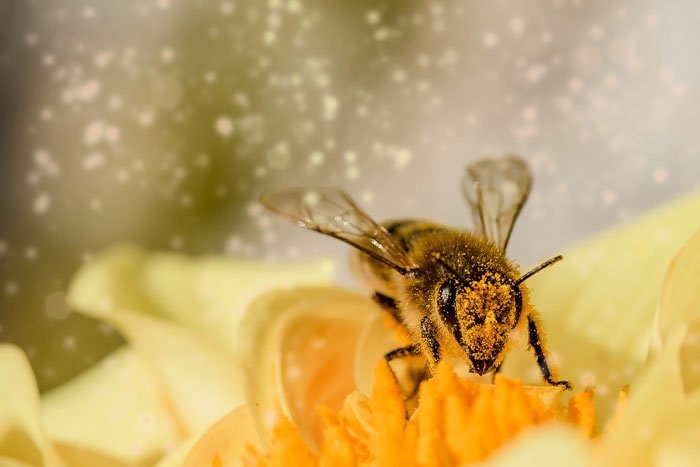 Bees most important species on planet (photo 2 of 2)