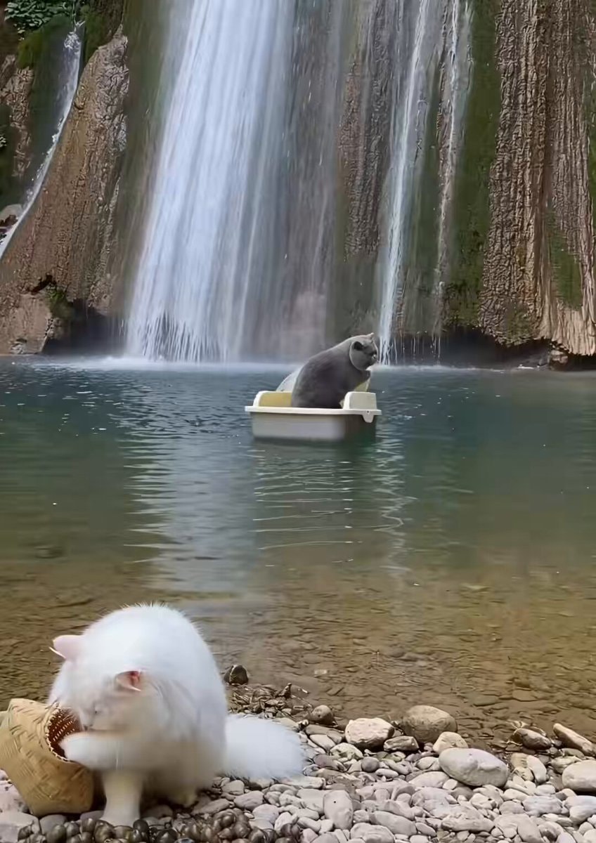 funniest cat video funniest cat video