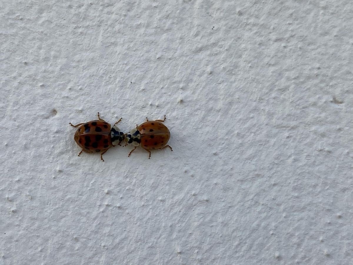 Two Ladybugs Facing Each Other