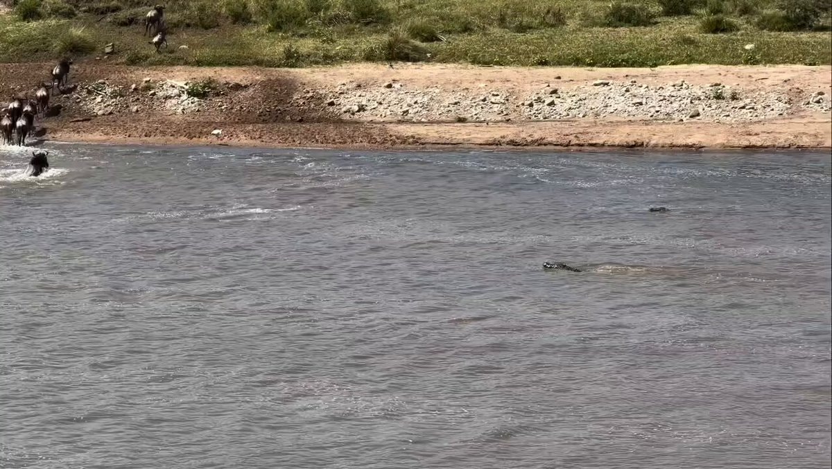 Wildebeest river crossing crocodiles