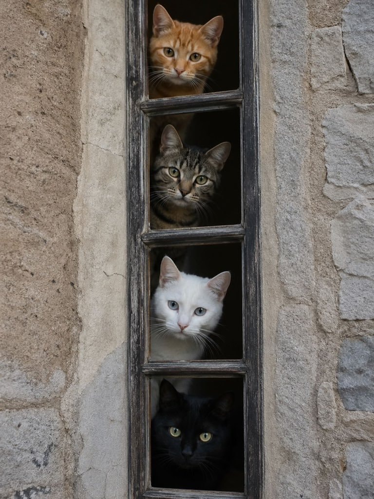 Four cats at a window