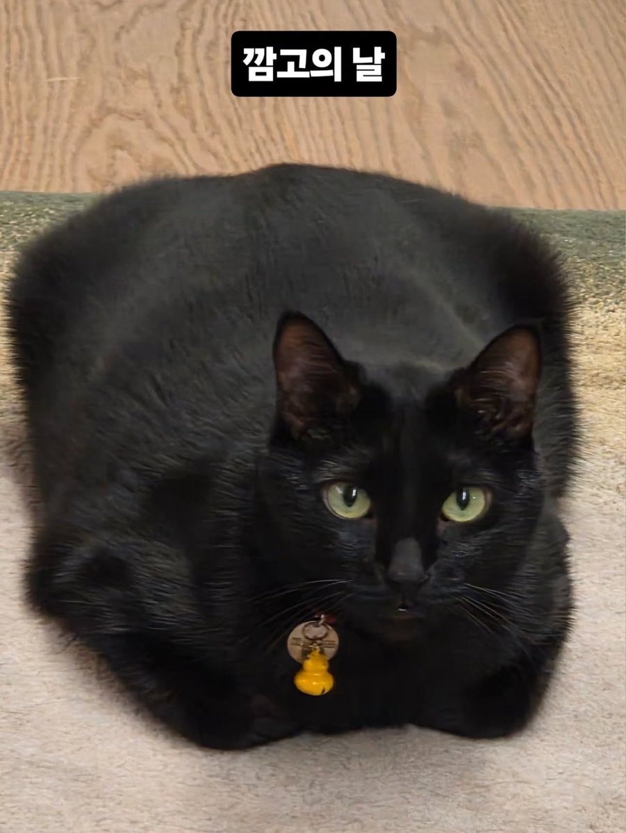 SUGA celebrates National Black Cat Appreciation Day (photo 2 of 2)