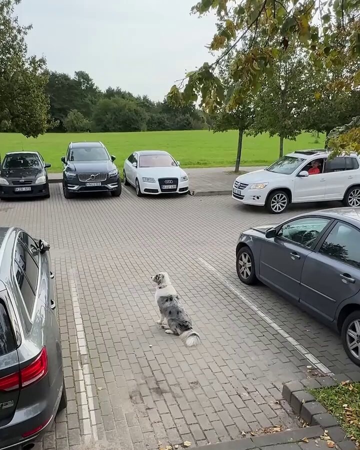 dogs reserving parking spot