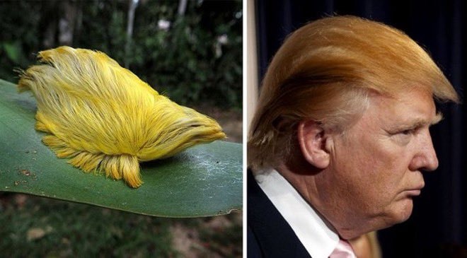 caterpillar Donald Trump hair resemblance