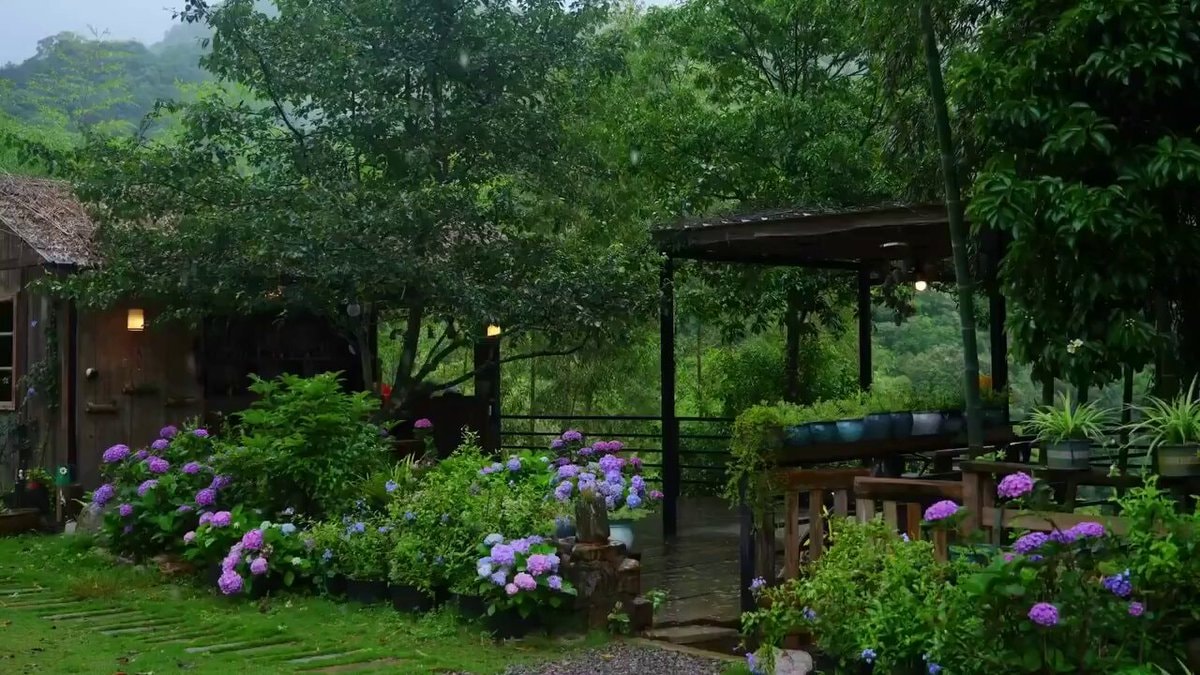 Rainy cabin with hydrangeas