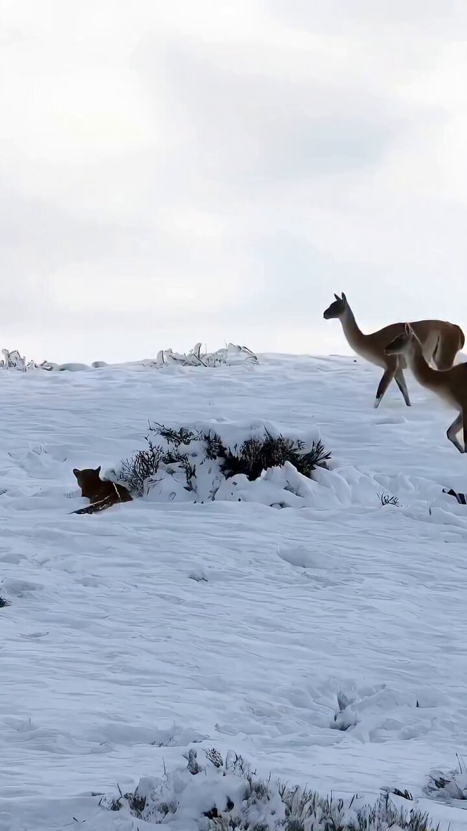 Cougar vs Guanaco size comparison