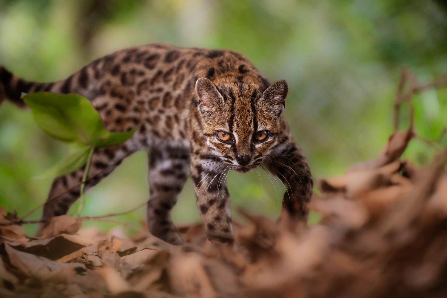 New wild cat species is identified for first time in 100 years, researchers say
