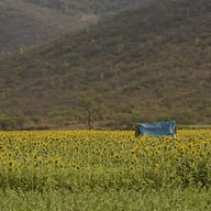 Penguin Siddharth