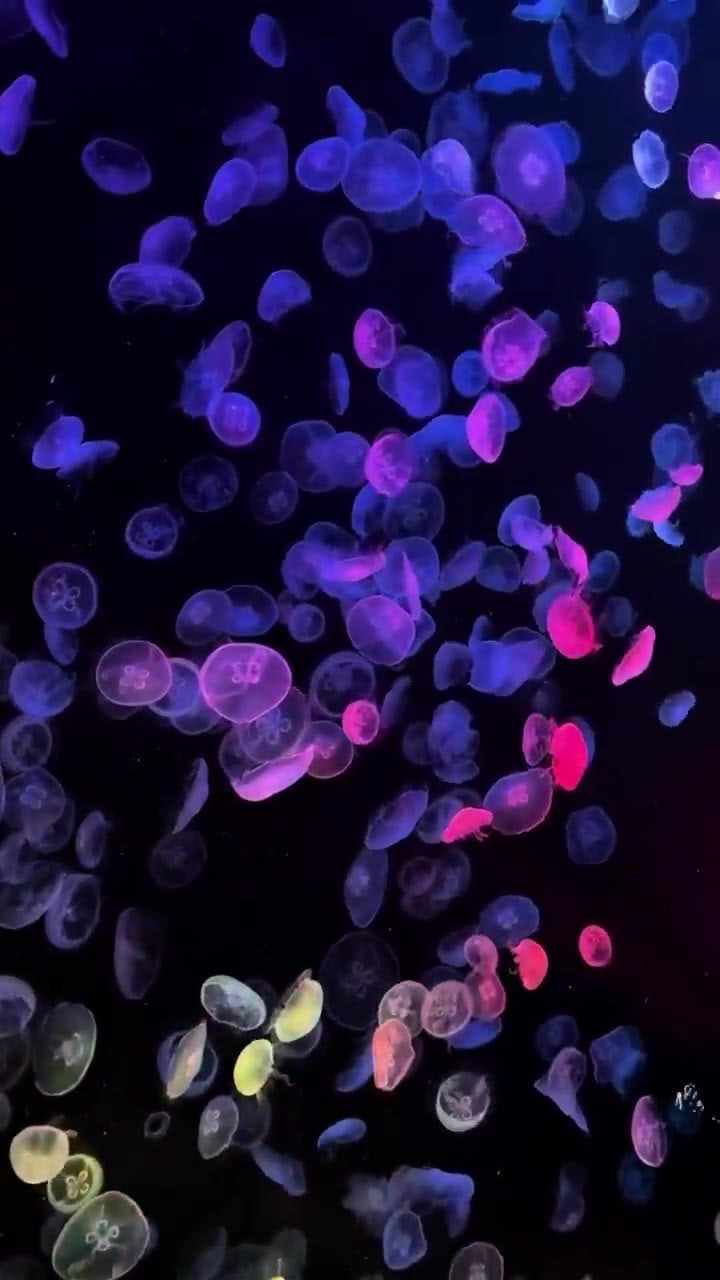 Jellyfish aquarium summer outing