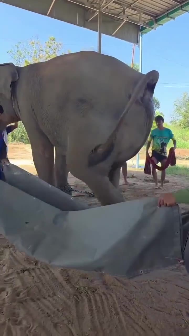 Elephant birth teaser with song lyrics