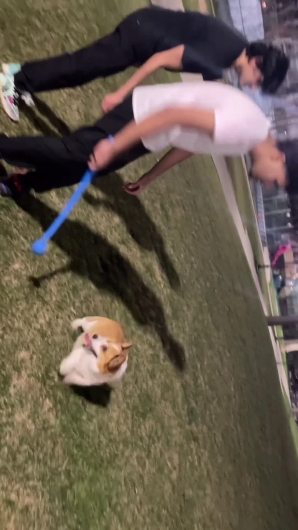 Just playing with dog