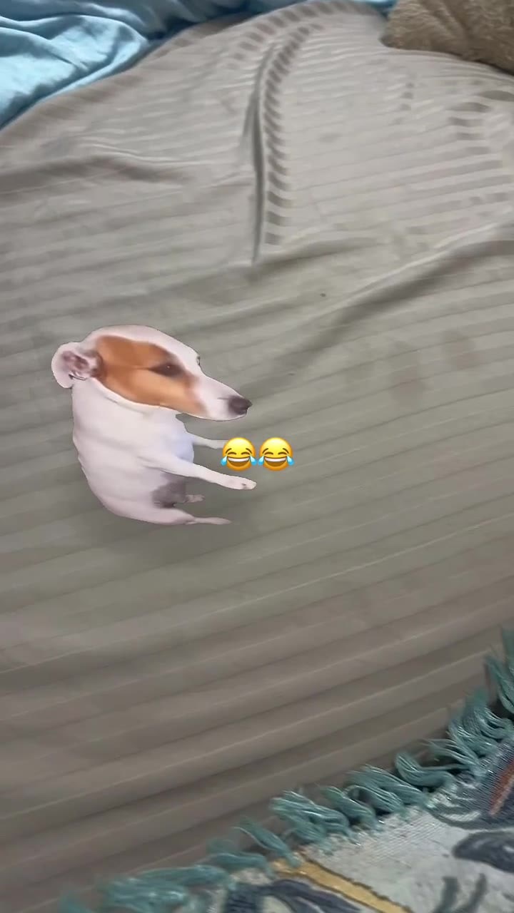 What the dog doing ?😂