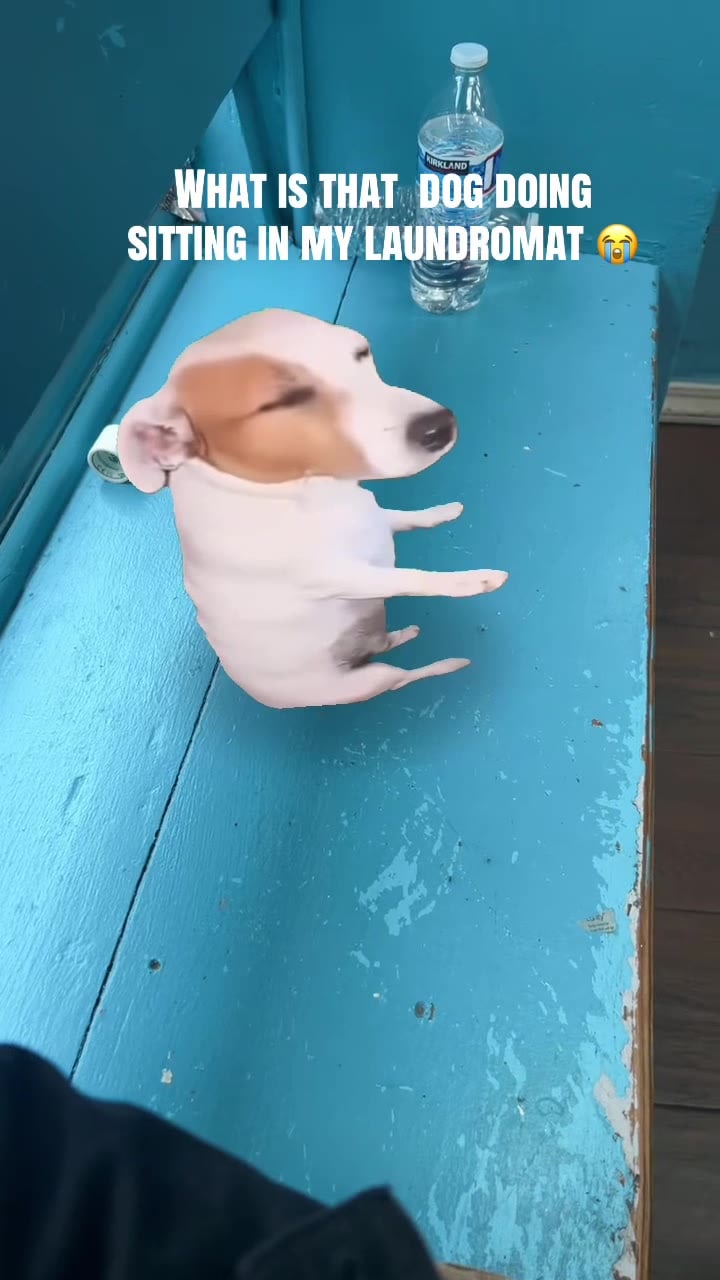 What that dog doing in my laundromat😂